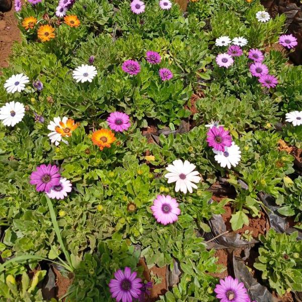 African Daisy
