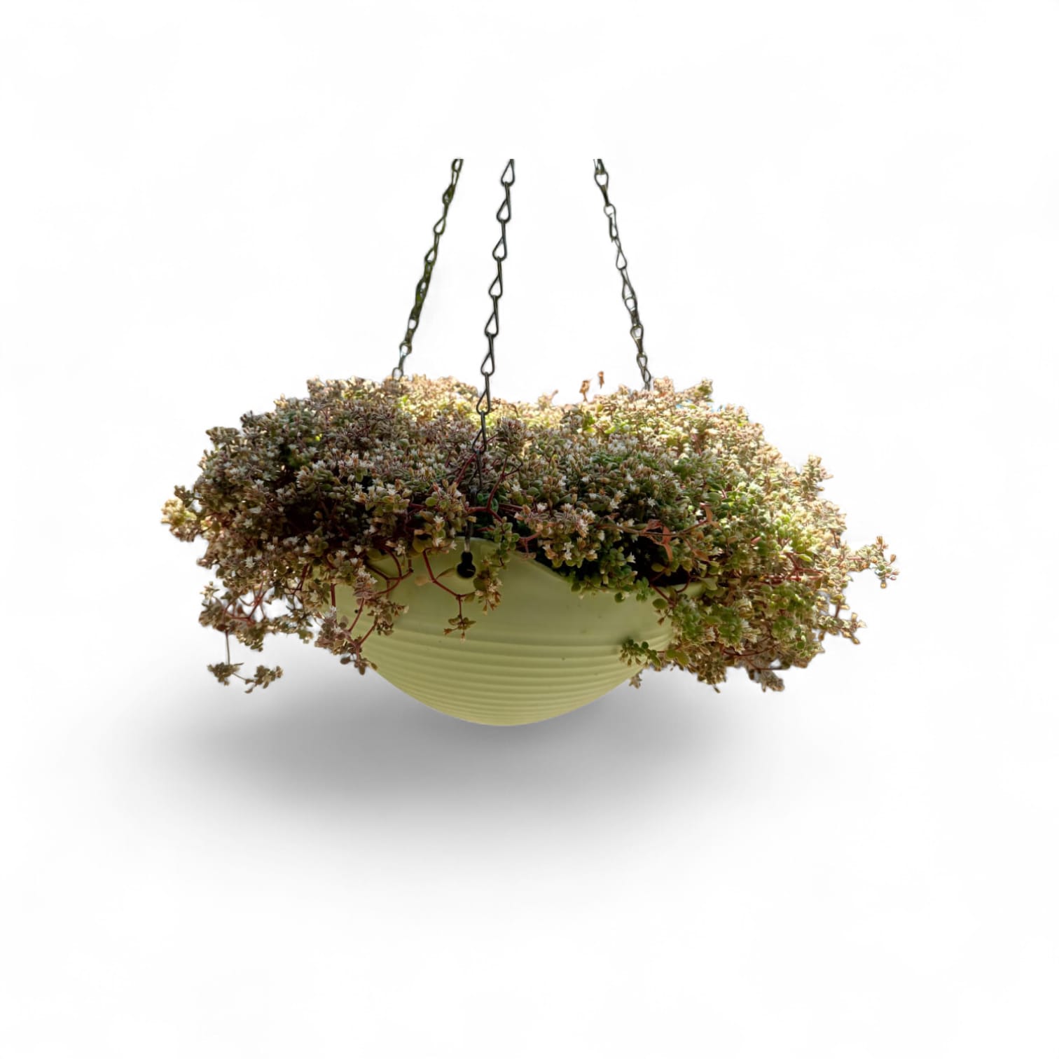 Corsian Stonecrop (Hanging Basket)