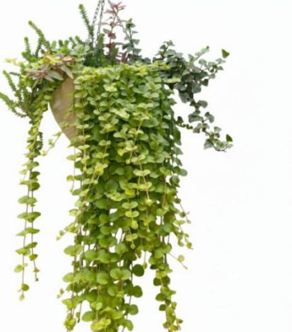 Golden Creeping Jelly