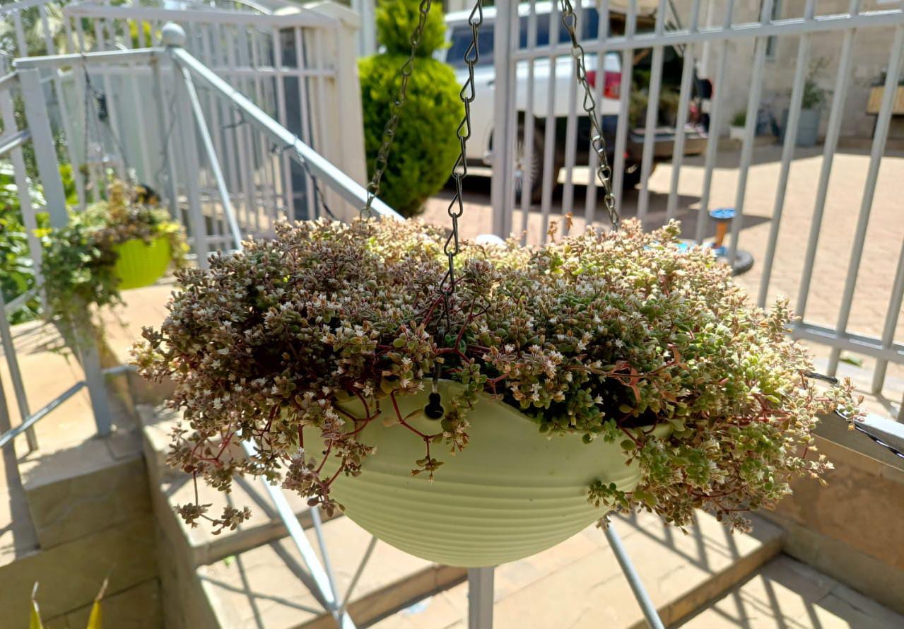 Corsian Stonecrop (Hanging Basket) - Image 2