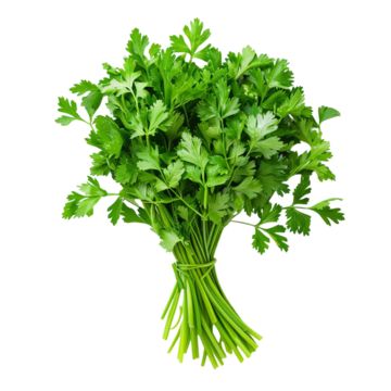 Fresh Aromatic Coriander 500G