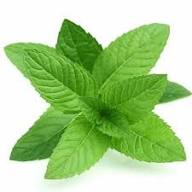 Fresh Aromatic Mint 500G