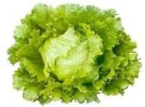 Farm Fresh Lettuce